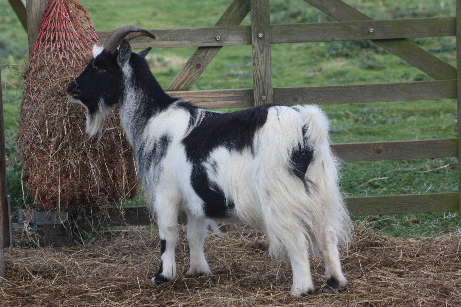 Goat, 29th October 2014