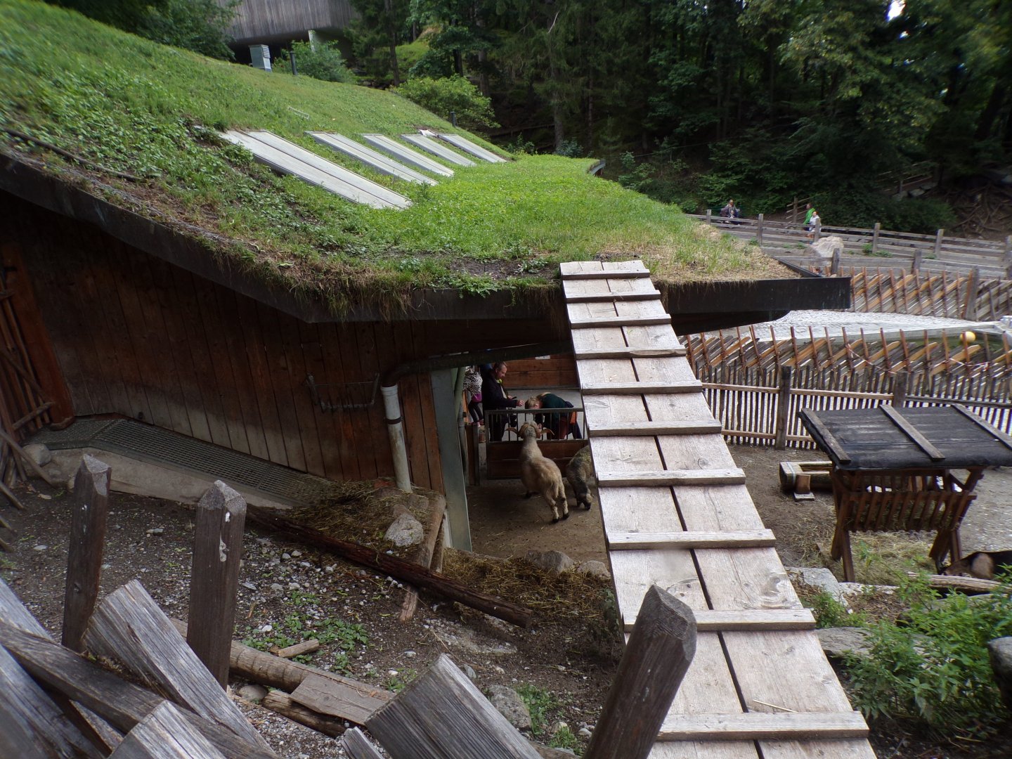 Goat access to the top of the barn 9.7.25