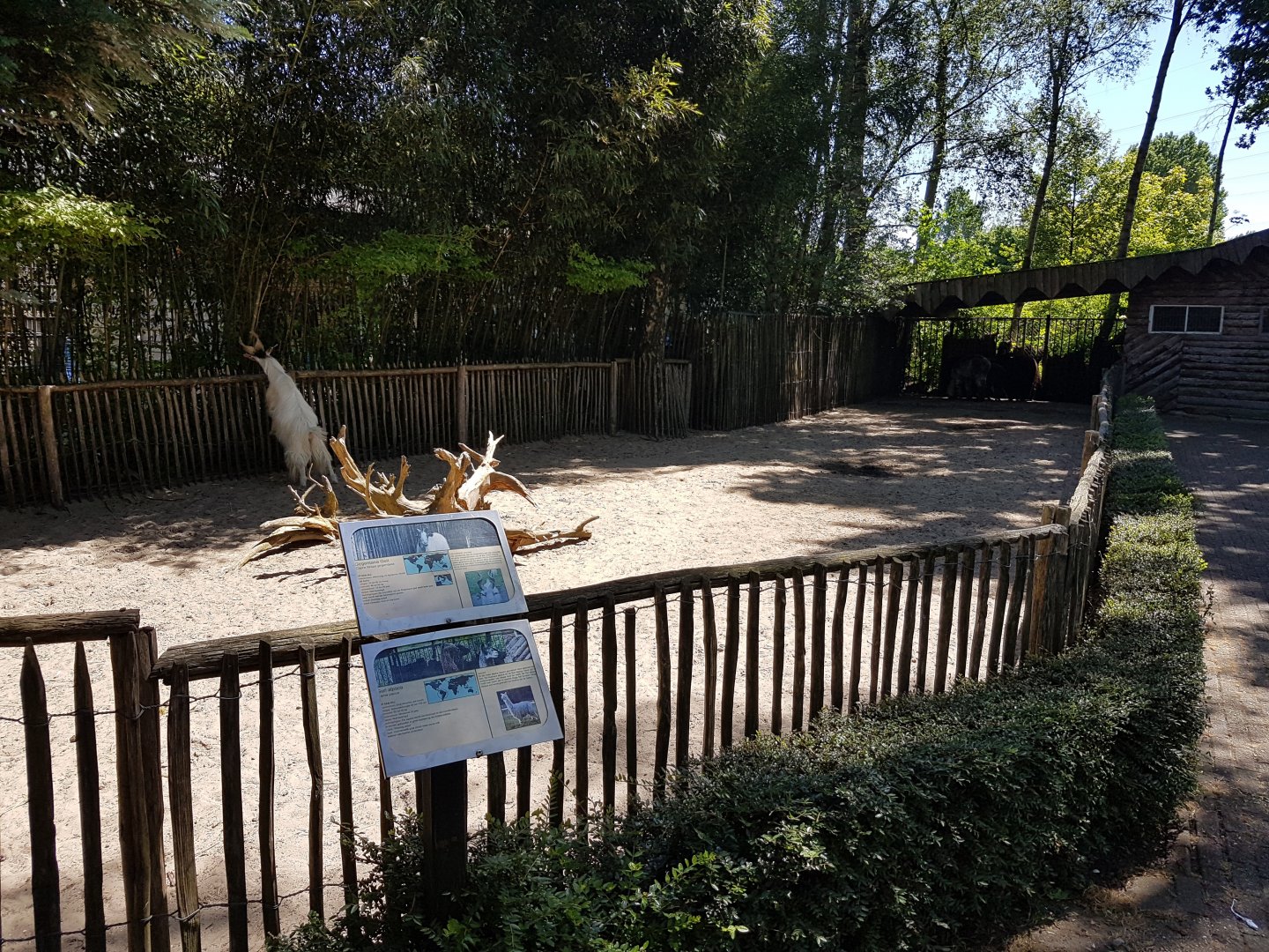 Goat - Alpaca-enclosure