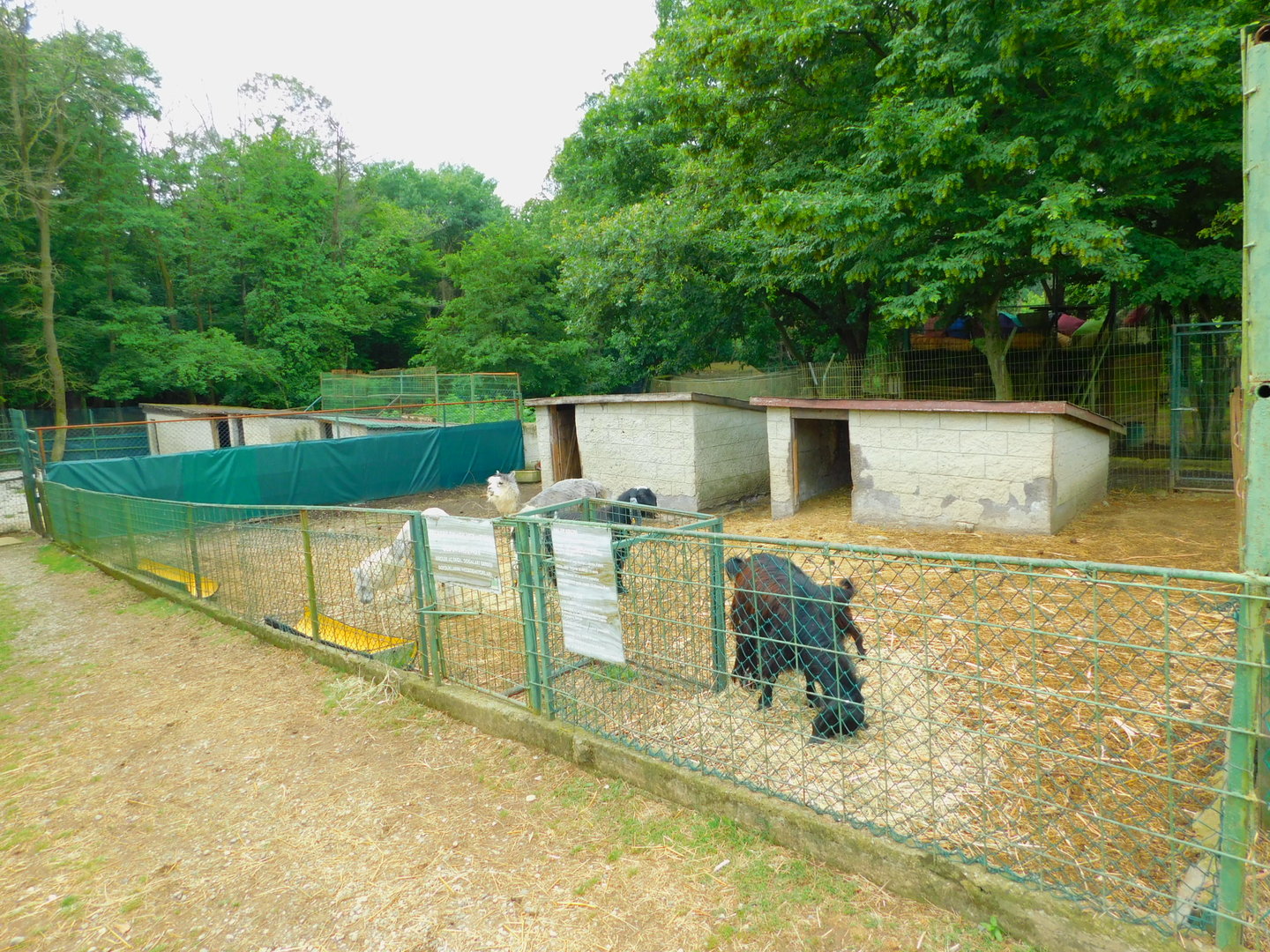 Goat and Alpaca Enclosure