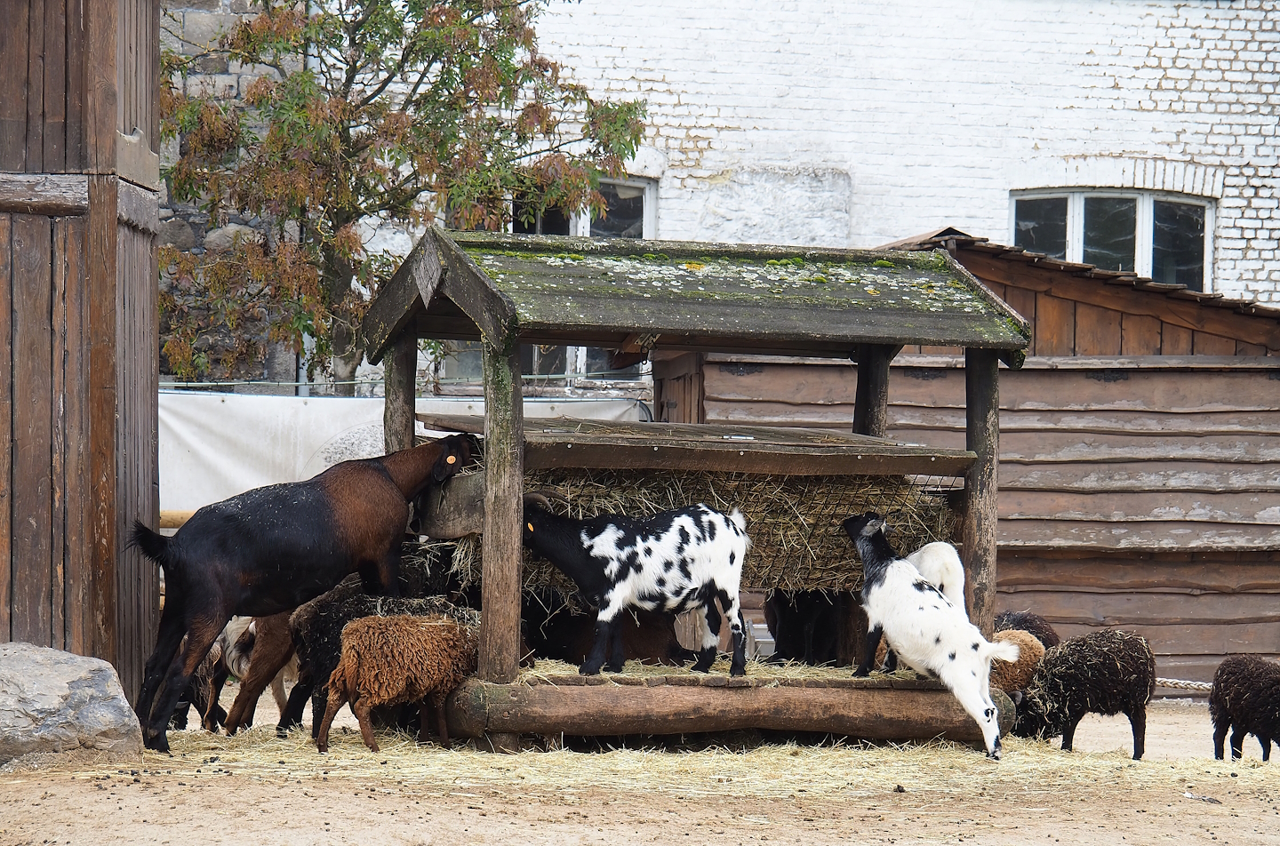 Goat and sheep feeder, 2023-10-13