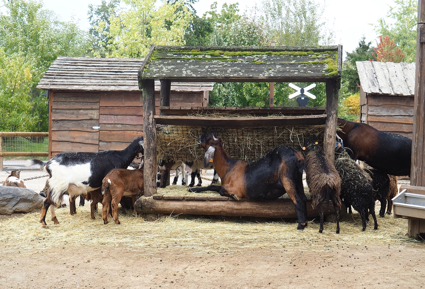 Goat and sheep feeder, 2023-10-13