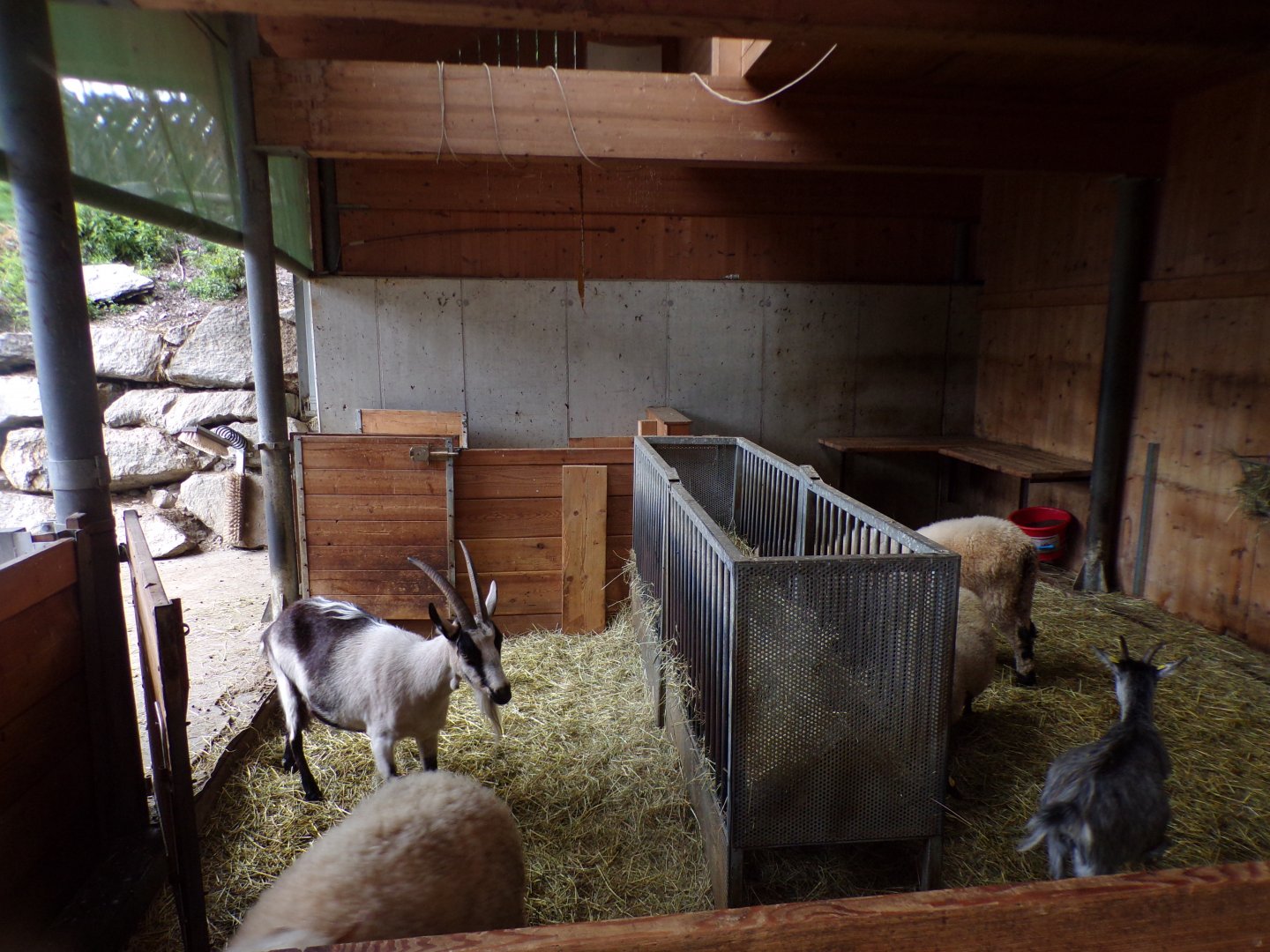 Goat and sheep indoors 9.7.25