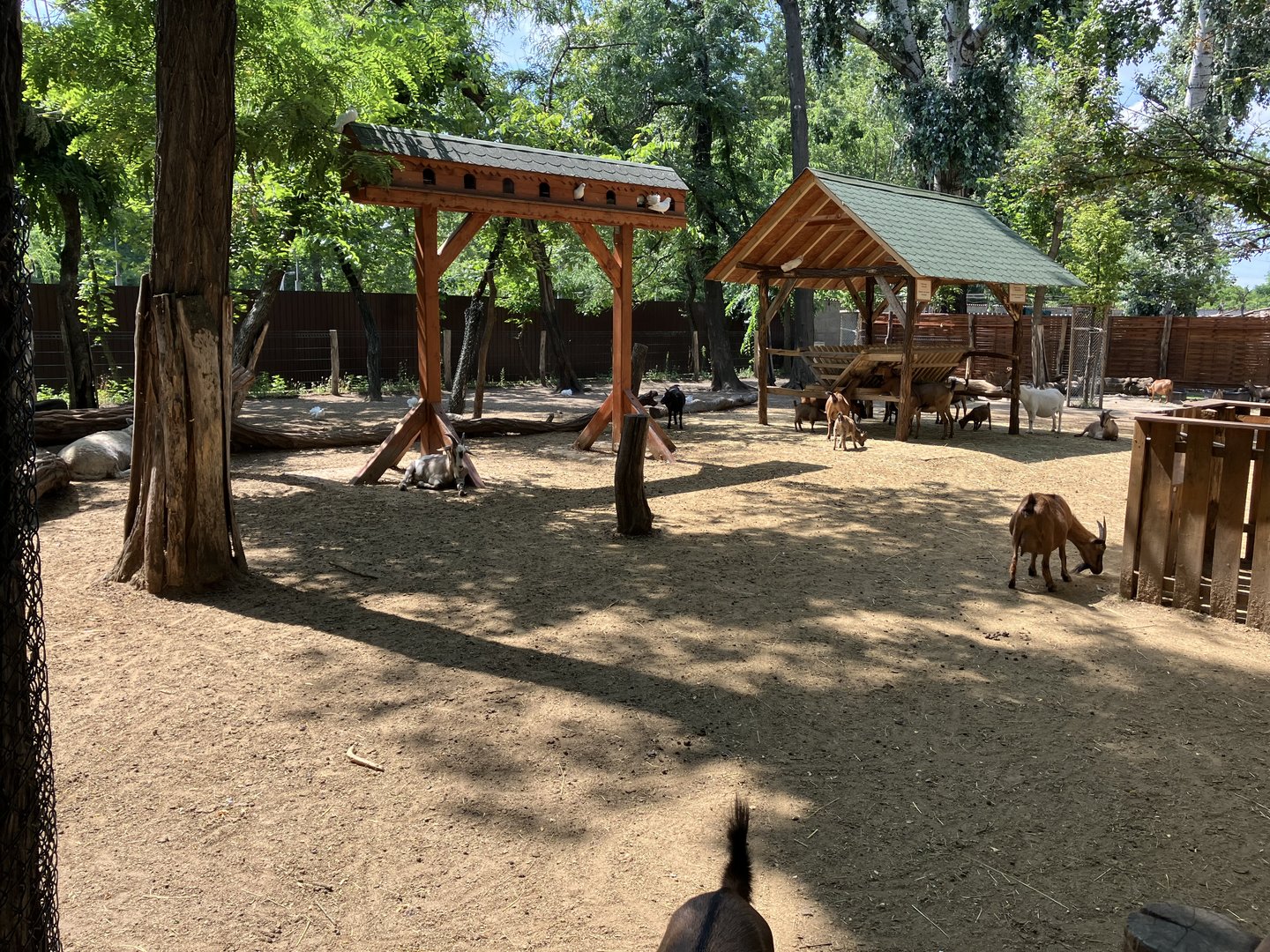 Goat and sheep paddock