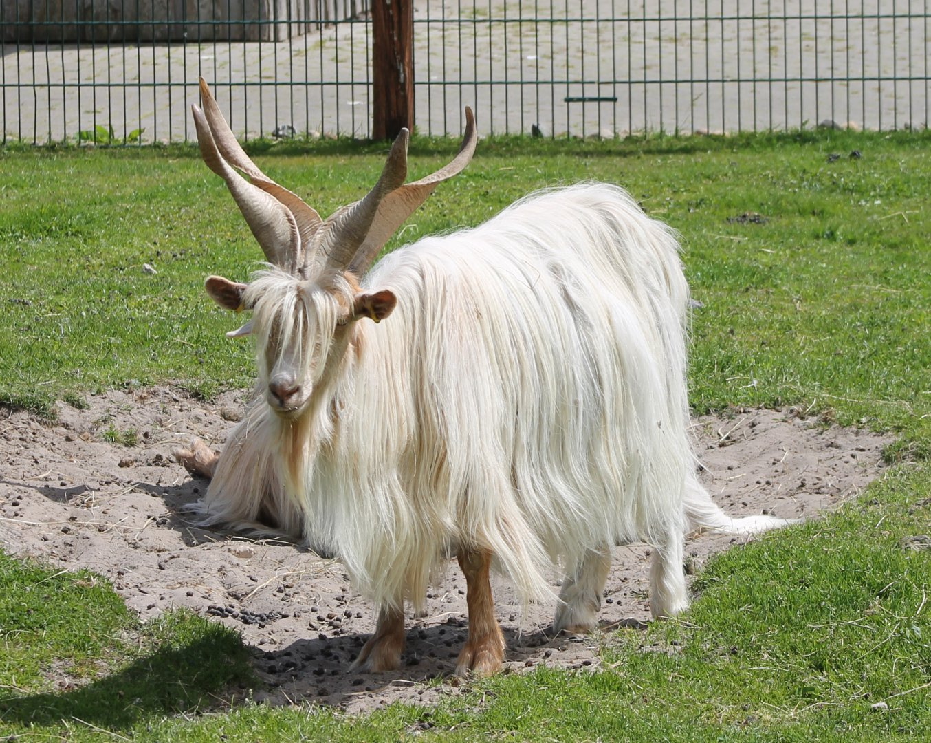 Goat-breed