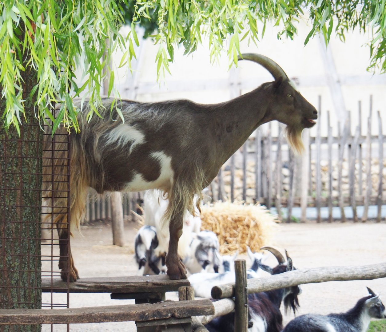 Goat (Capra aegagrus hircus) on bench, 2019-07-21
