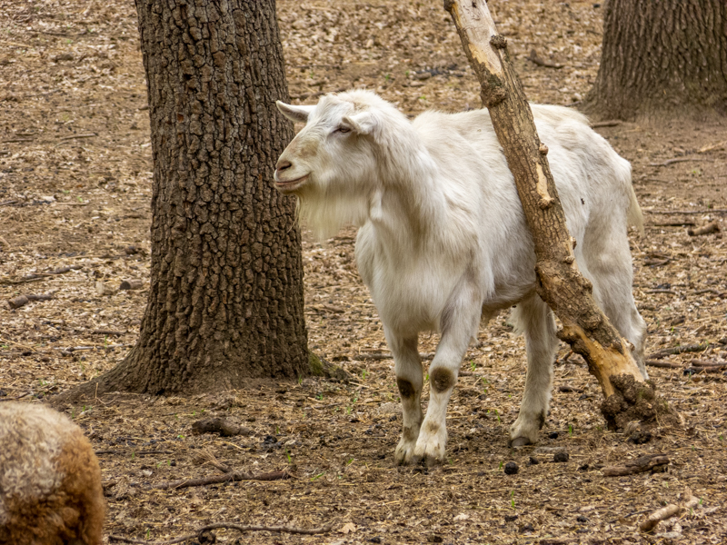 goat / Capra aegagrus hircus