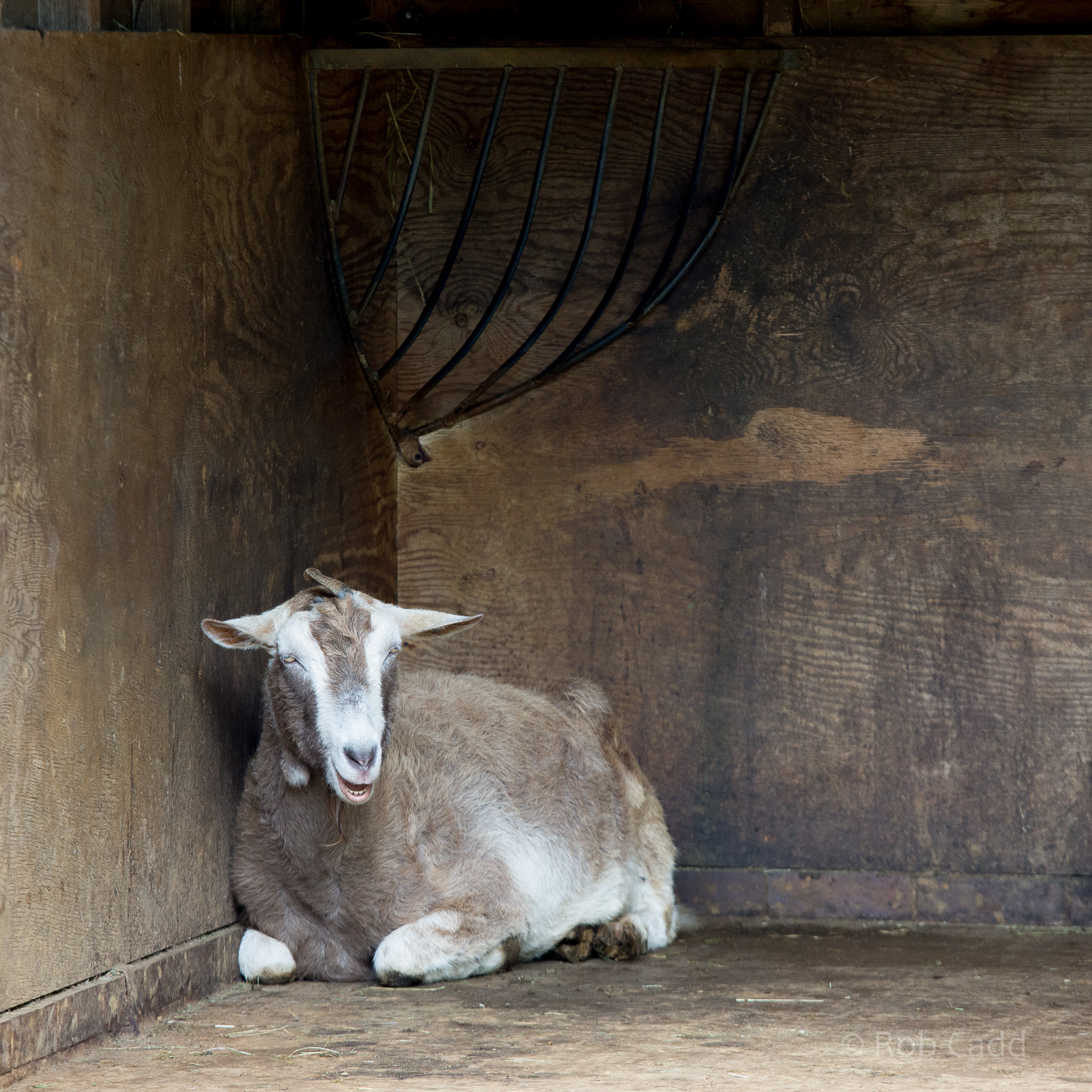 Goat : Cotswold WP : 28 May 2014