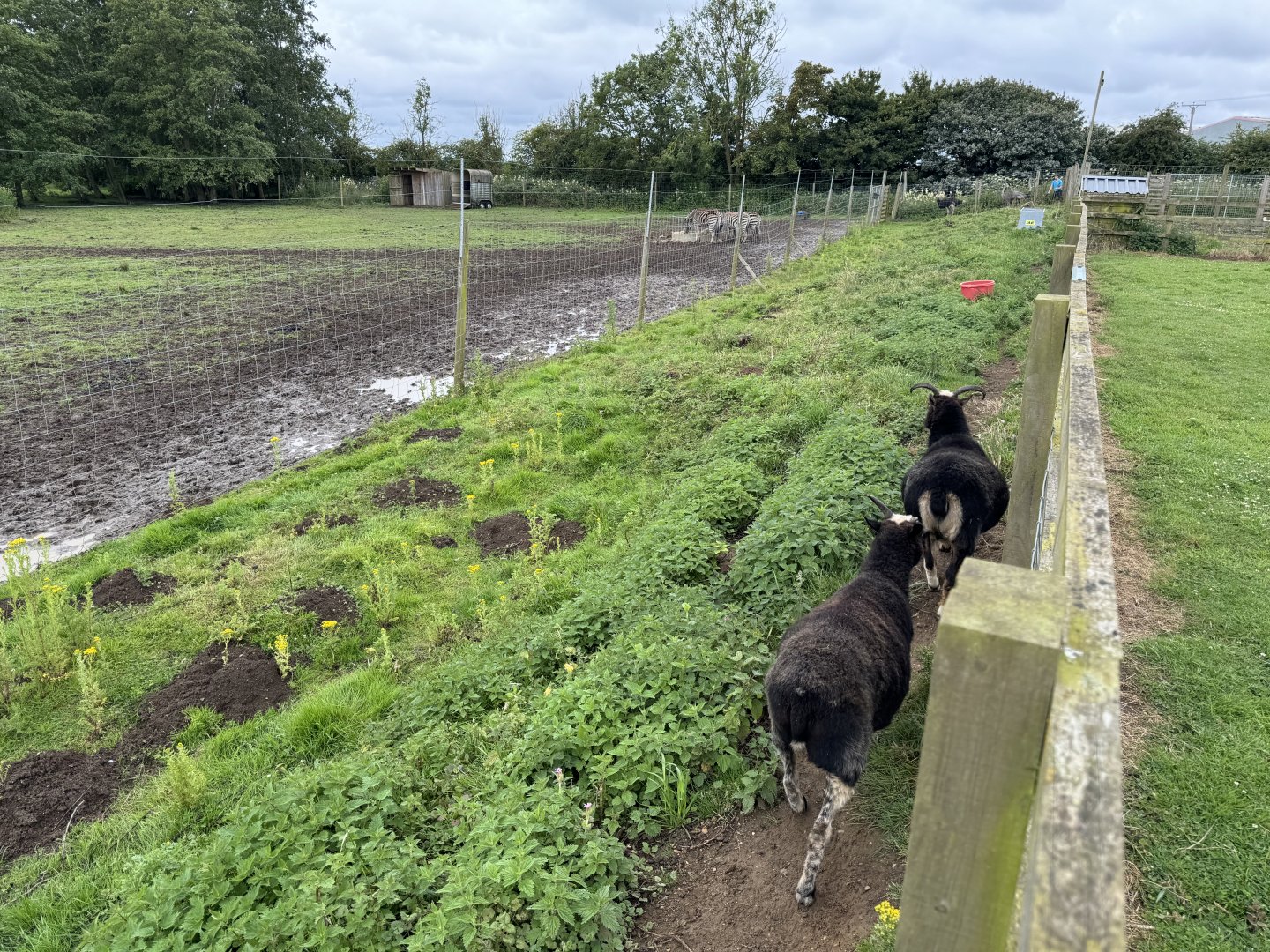Goat Enclosure at Bridlington Animal Park (July 2024)