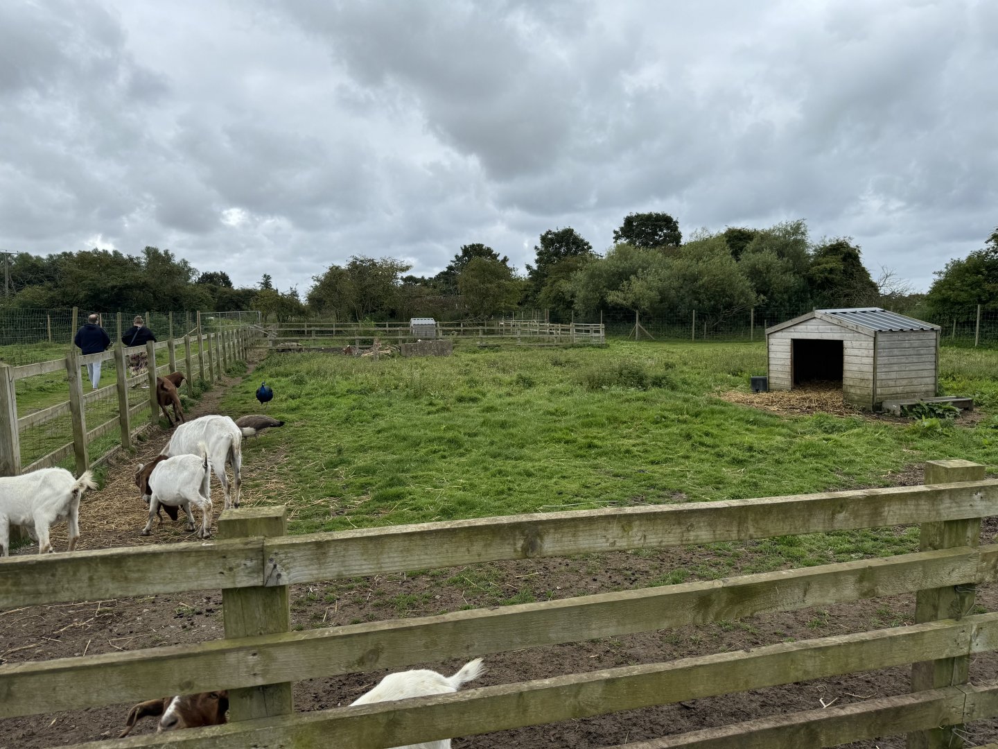 Goat Enclosure at Bridlington Animal Park (July 2024)