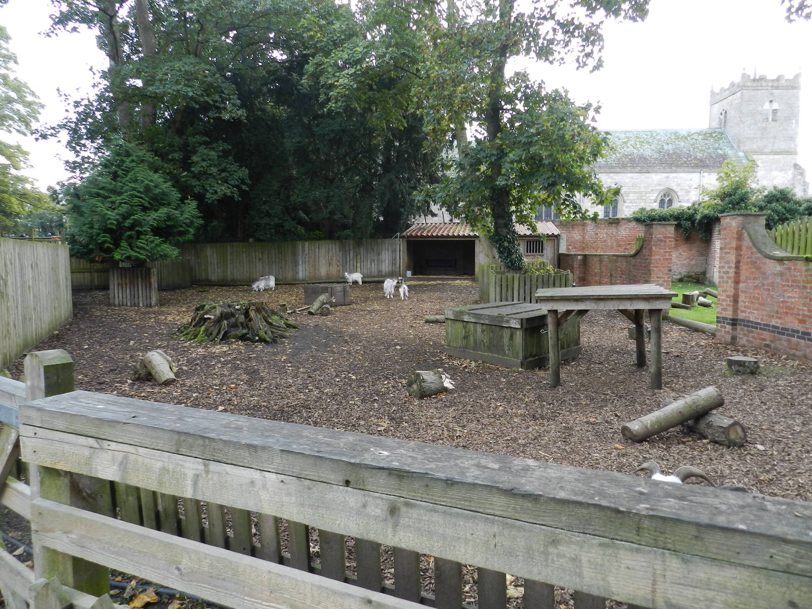 Goat Enclosure at Flamingo Land - 14/10/2012