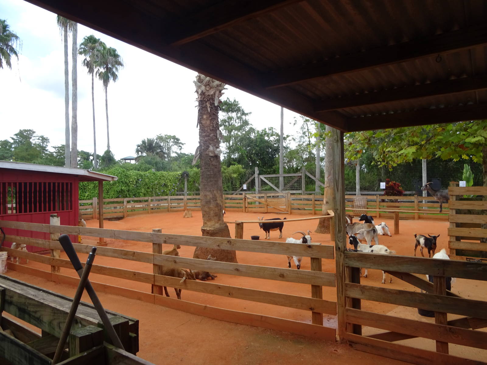 Goat Enclosure at Gatorland