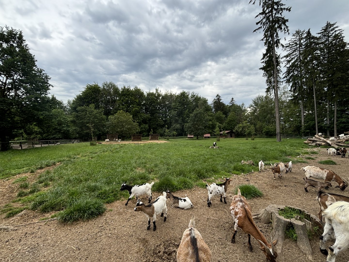 Goat Enclosure at Wildpark Poing