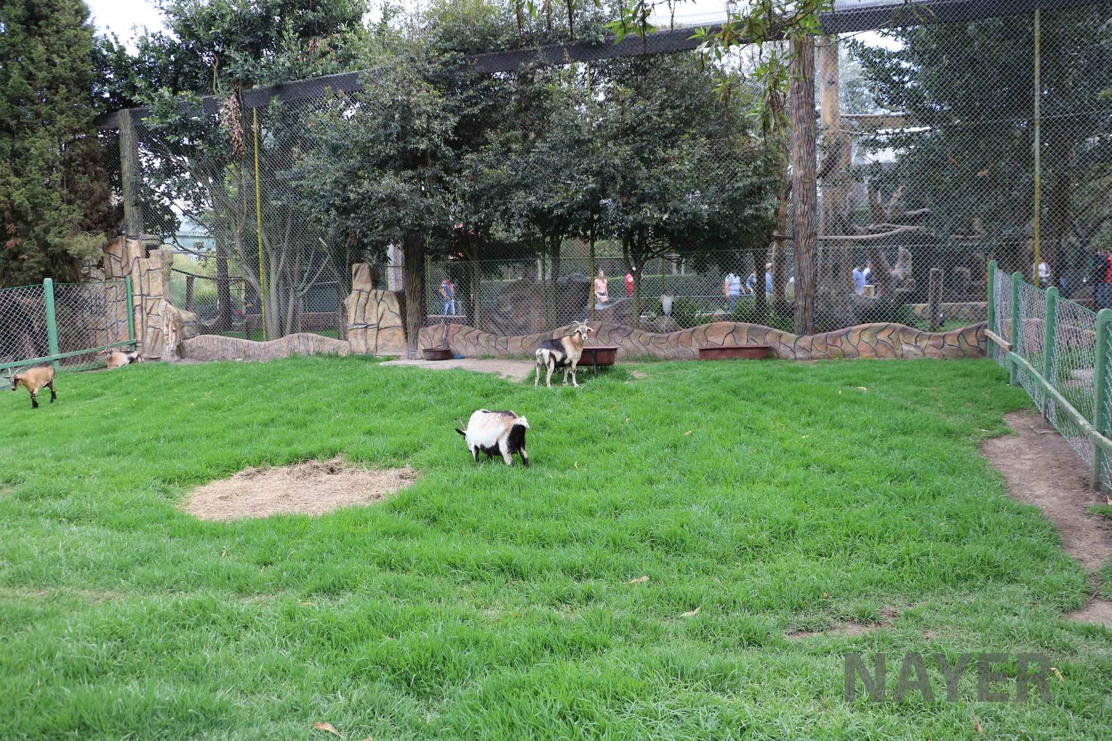 Goat enclosure, March 2016