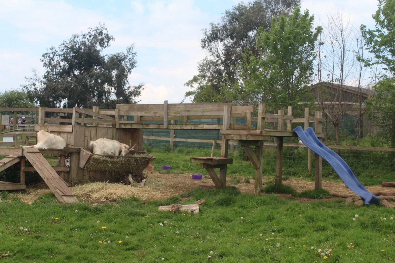 Goat enclosure Rodbaston Animal Zone 5 May 2024