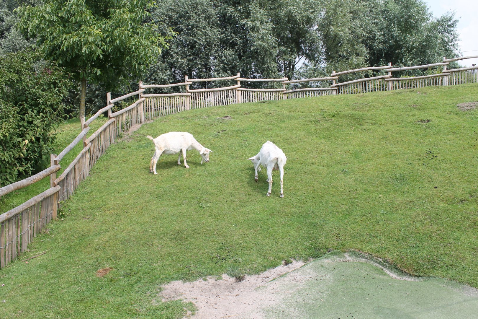 Goat-enclosure