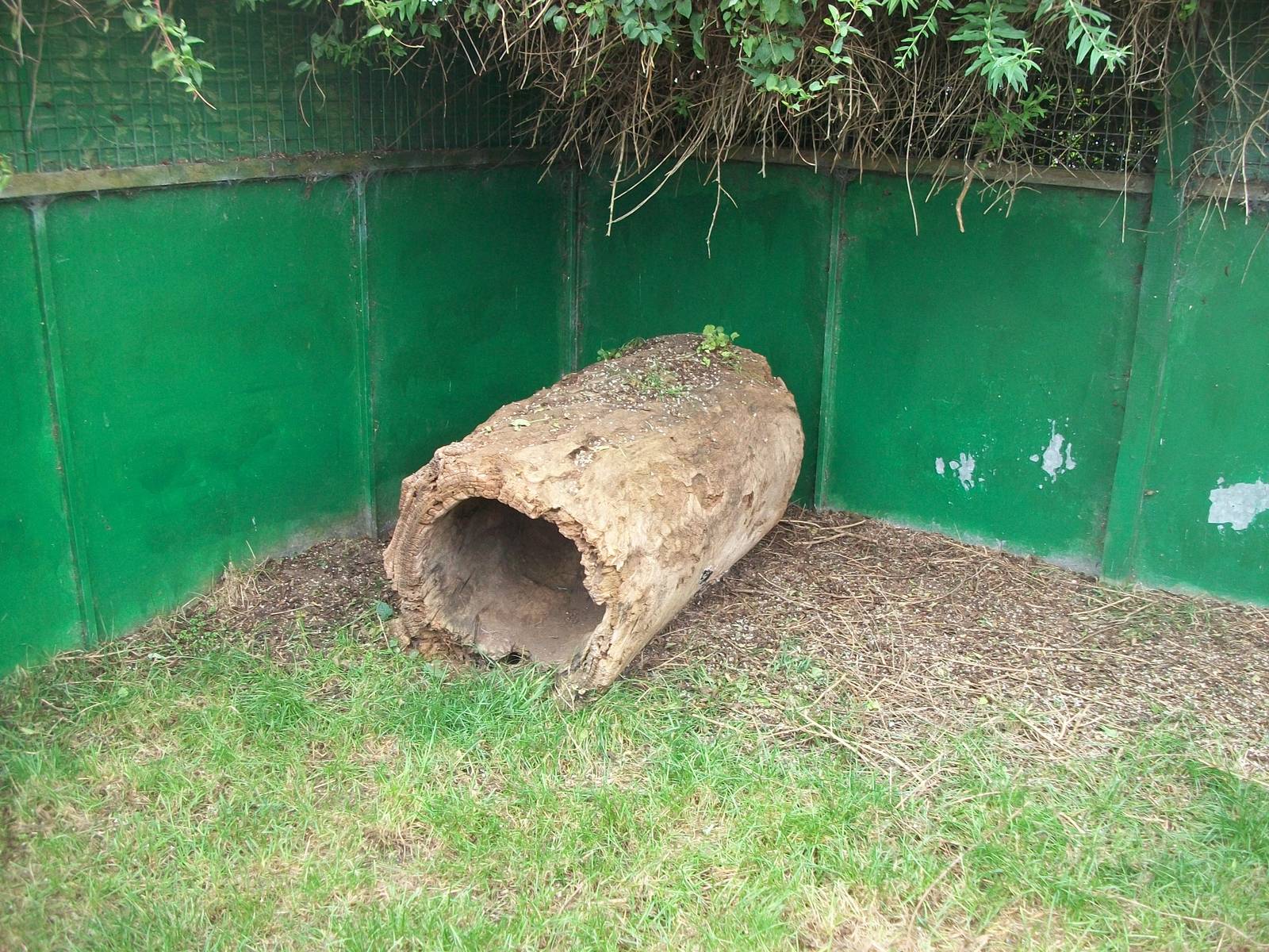 Goat enrichment, 23rd September 2014