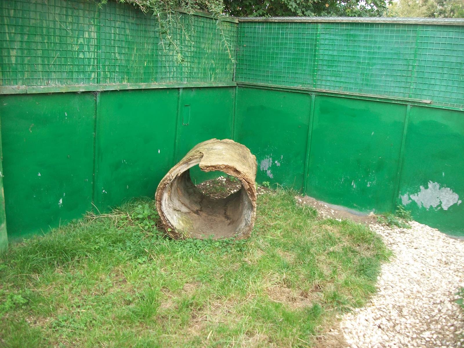 Goat enrichment, 23rd September 2014