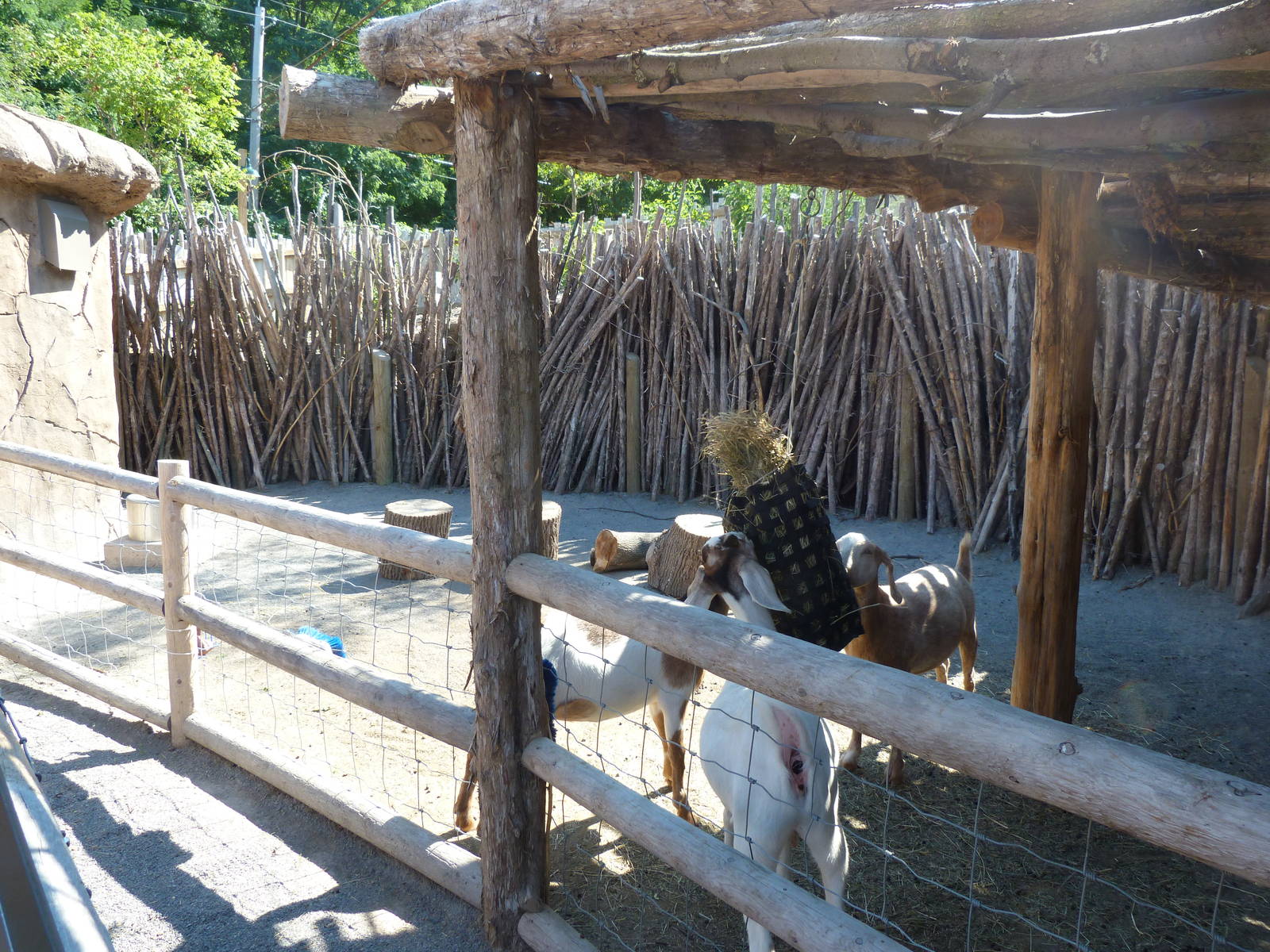 Goat Exhibit (A Step Into Africa) 9-2-12