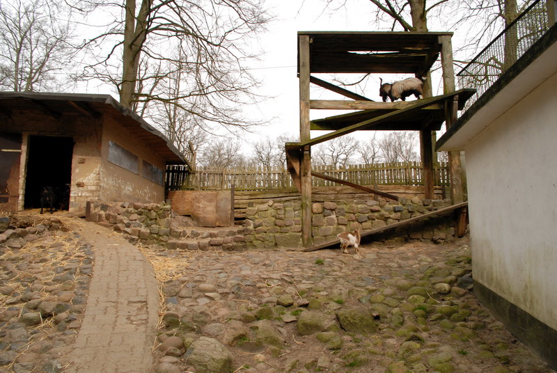 Goat exhibit at Lübeck (now closed)