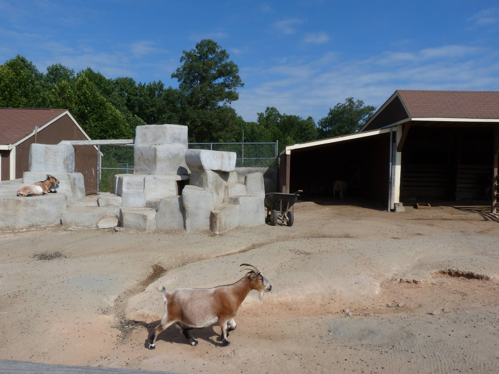 Goat Exhibit - August 2014