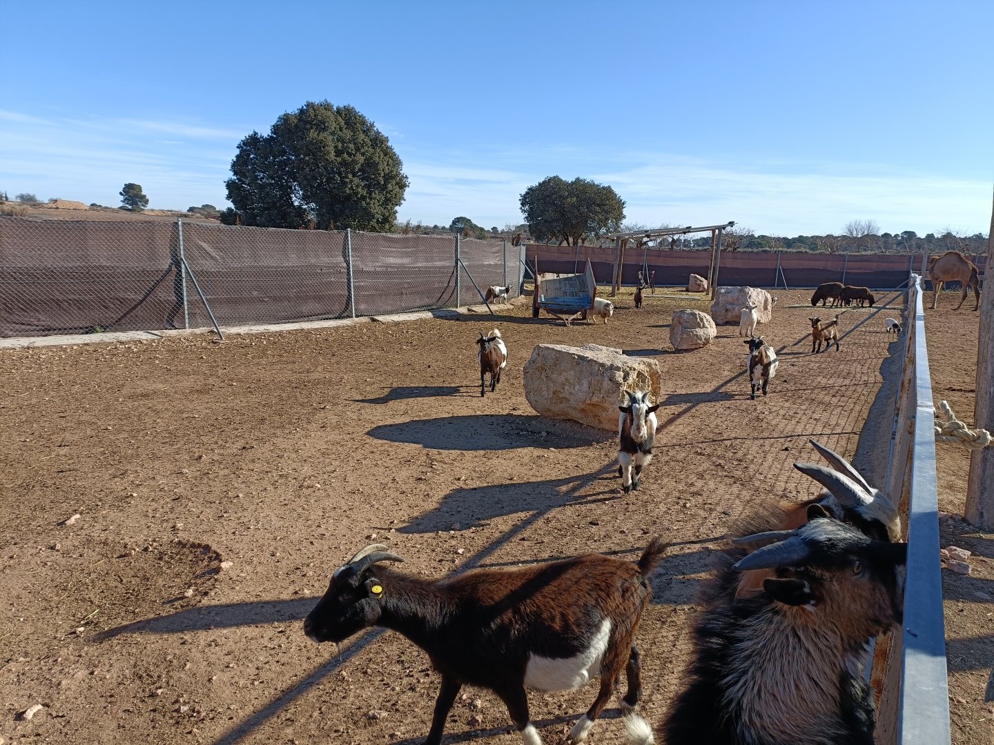 Goat exhibit - Bioparque La Rocha