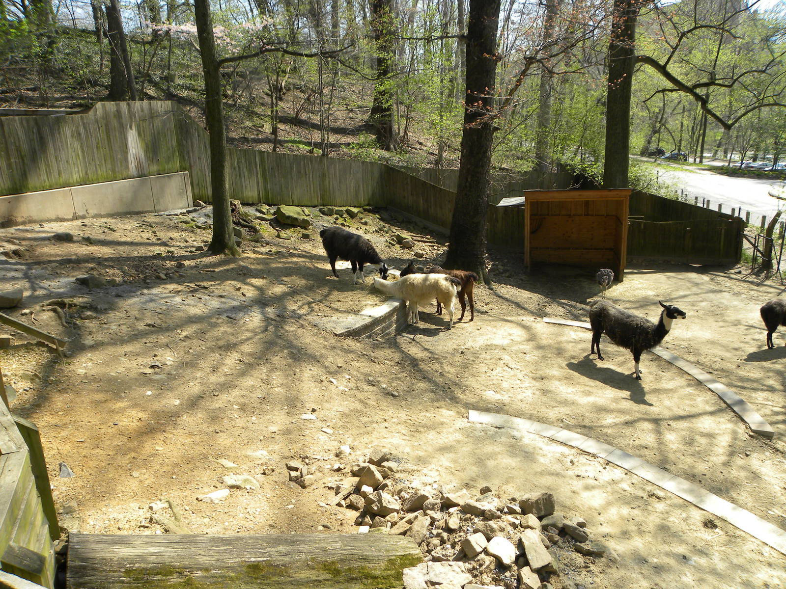 Goat Exhibit