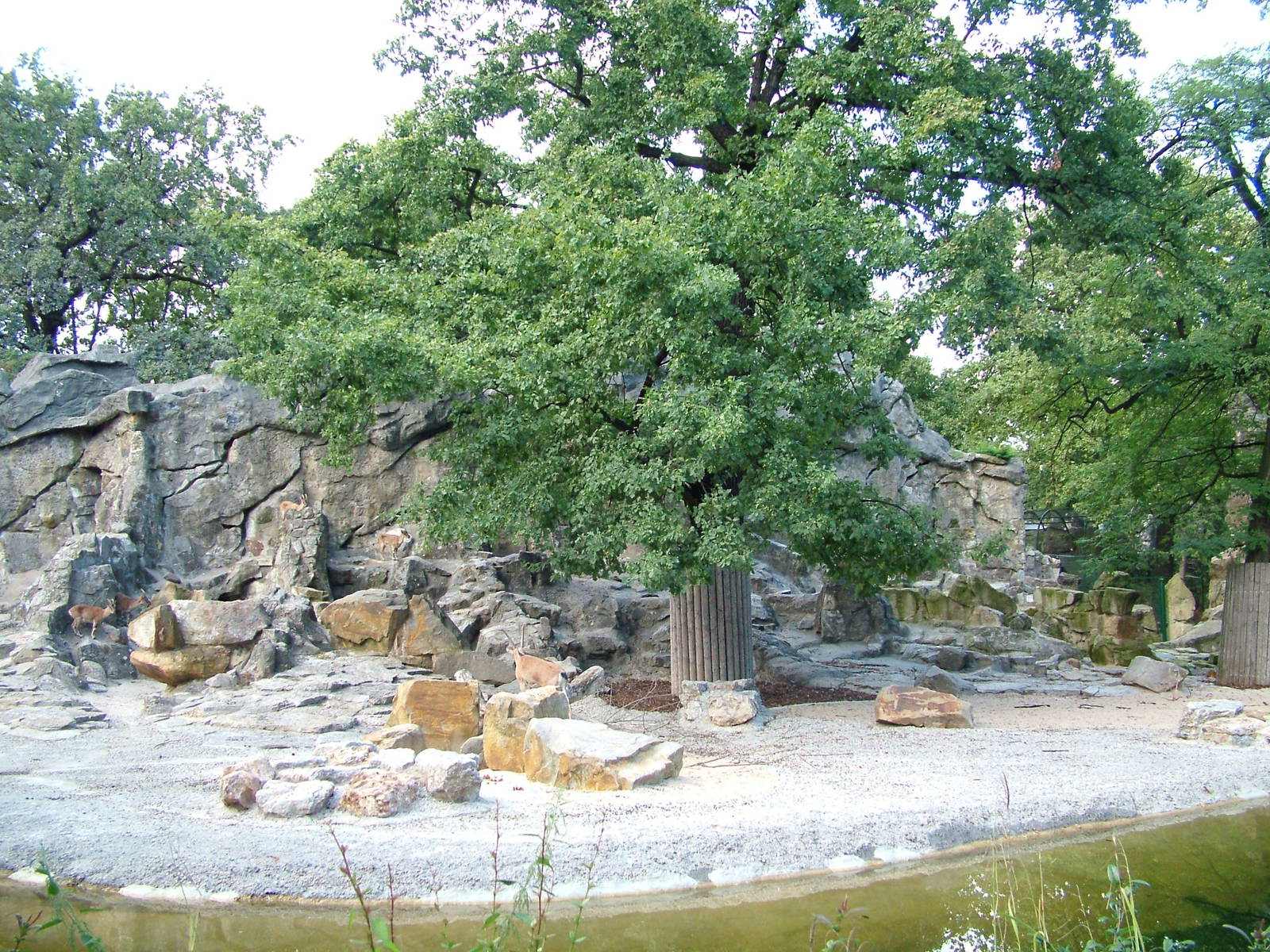 Goat Exhibits at Berlin Zoo, 31/08/11