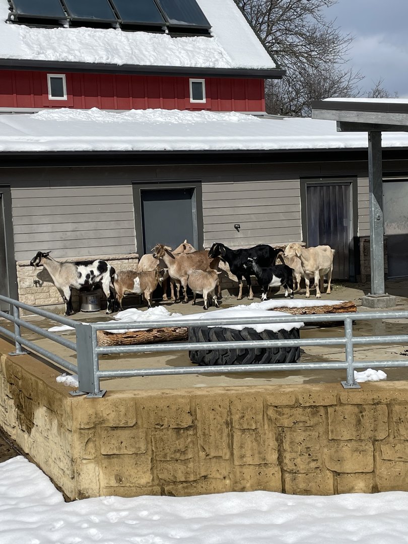 Goat Herd (3/12/23)