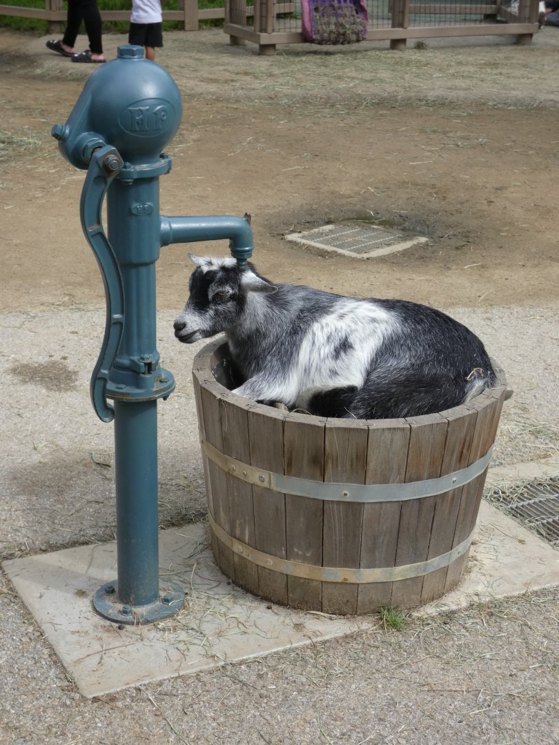 Goat in barrel