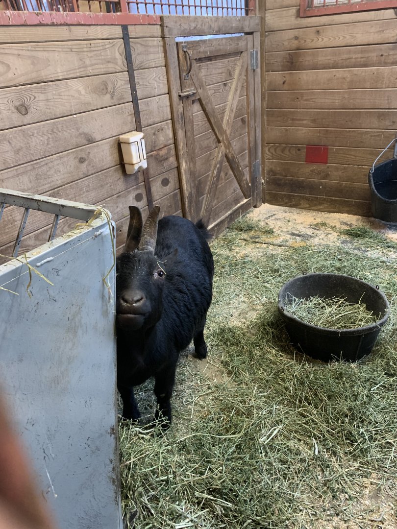 Goat in Franklin Farm