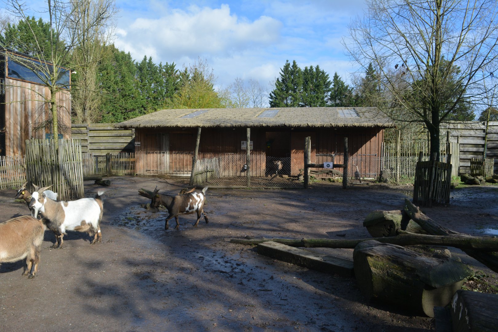 Goat inmersive enclosure