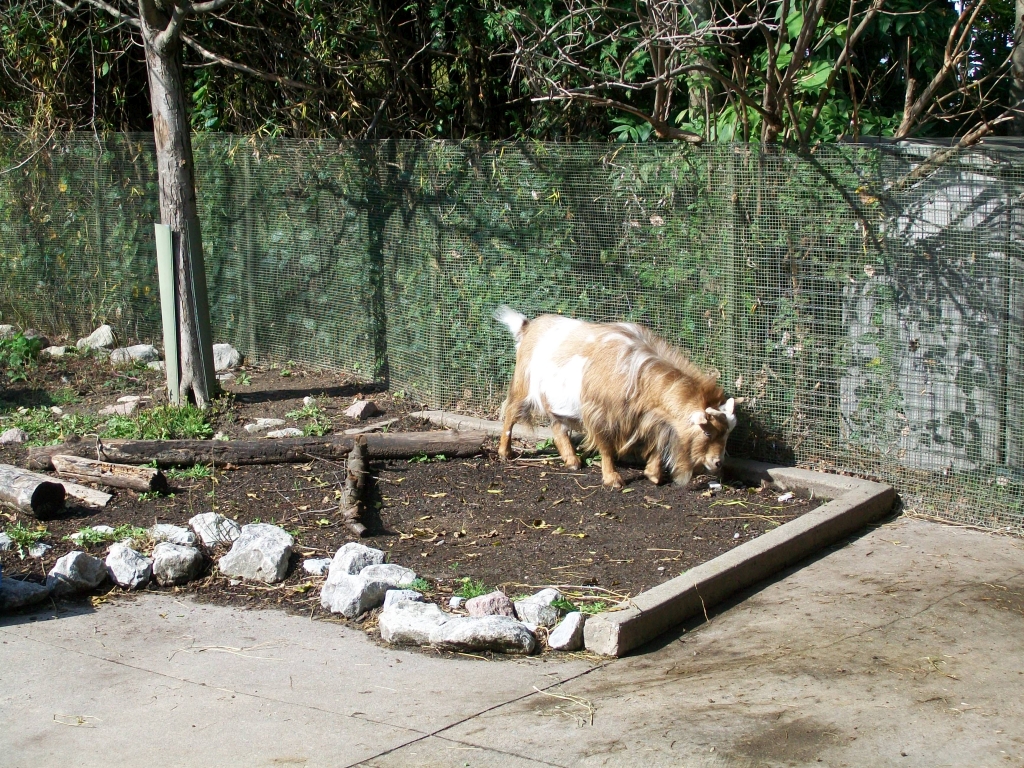 Goat is here. (2021)