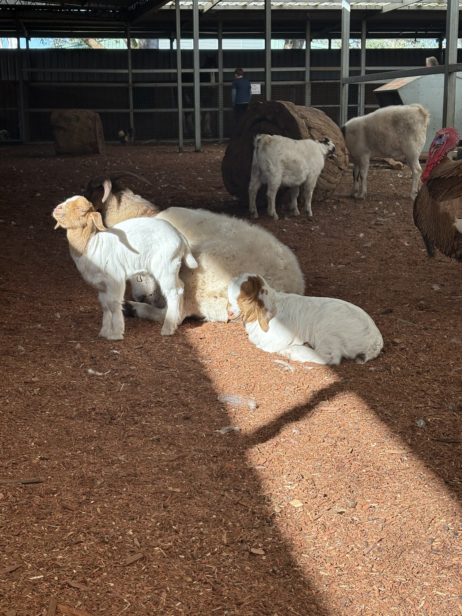 Goat kid basking in the sun - July 2025