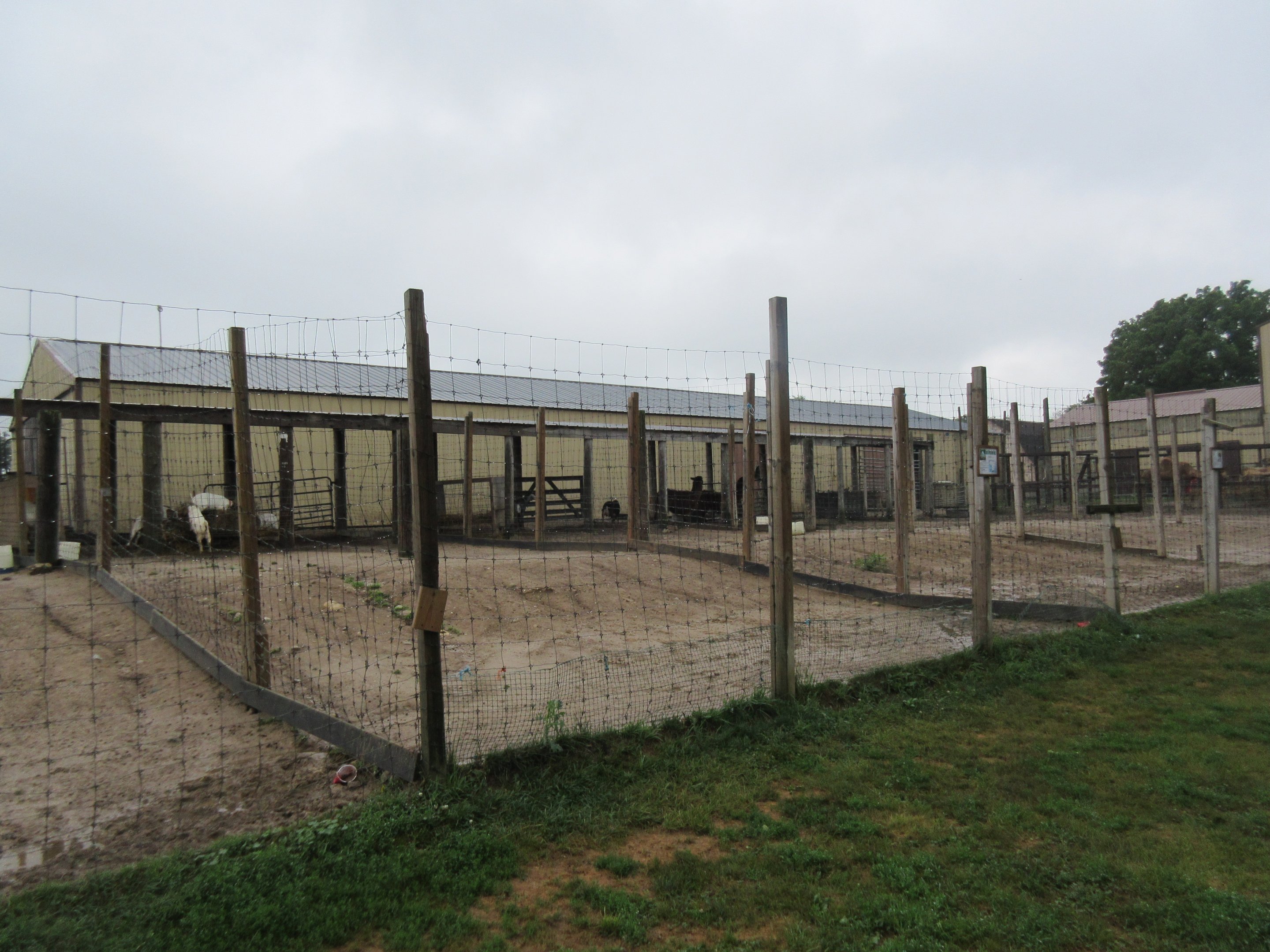 Goat/Llama/Dromedary Exhibits