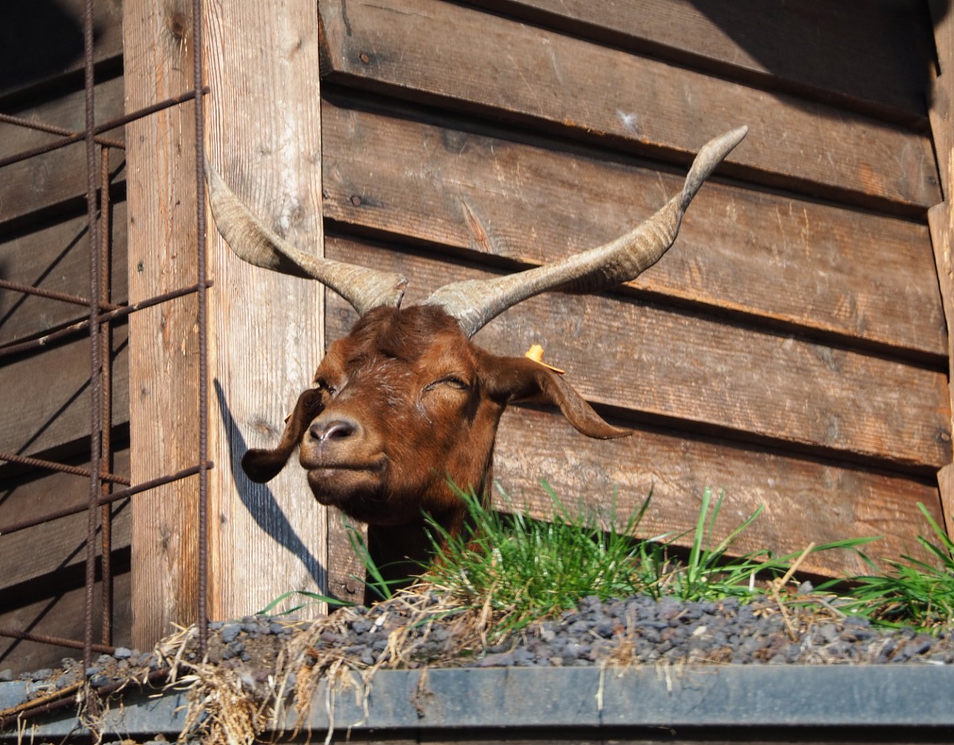 Goat on top of the train barn, 2020-09-02