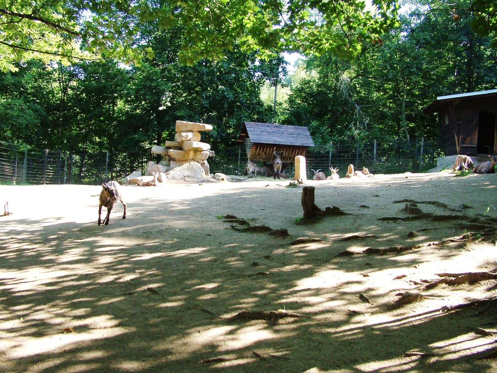 Goat Paddock at Liberec, 28/08/12