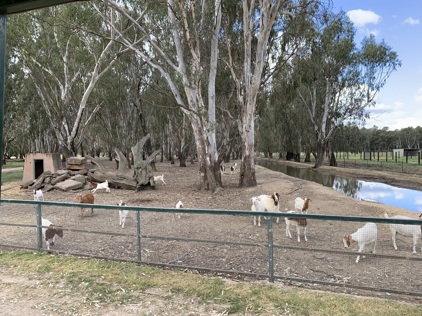 Goat Paddock