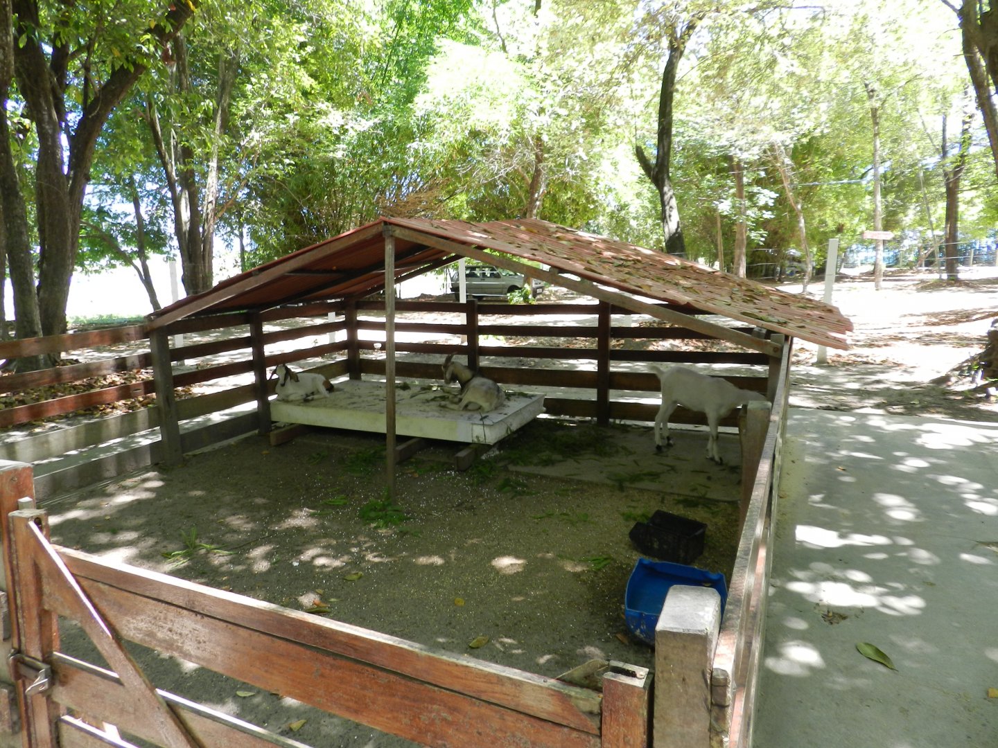 Goat pen - Bosque dos sonhos park and mini zoo (João Pessoa)