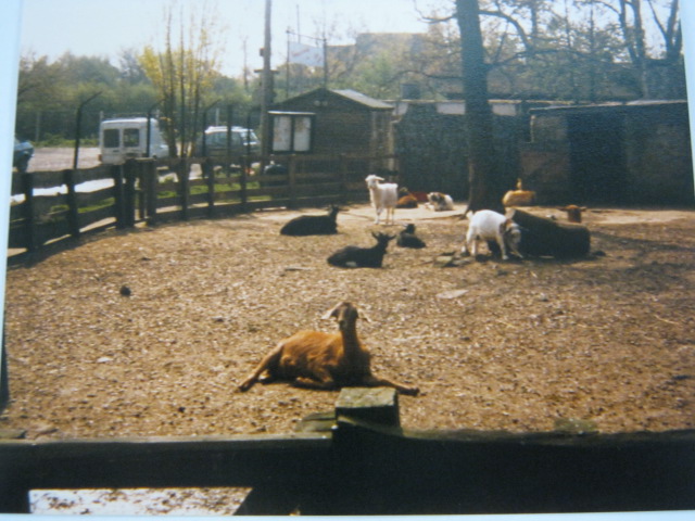 Goat pen by entrance/car park. 1989.