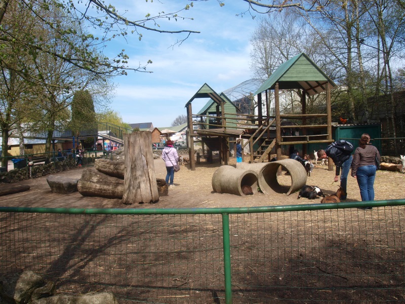 Goat petting paddock (April 19th, 2015)