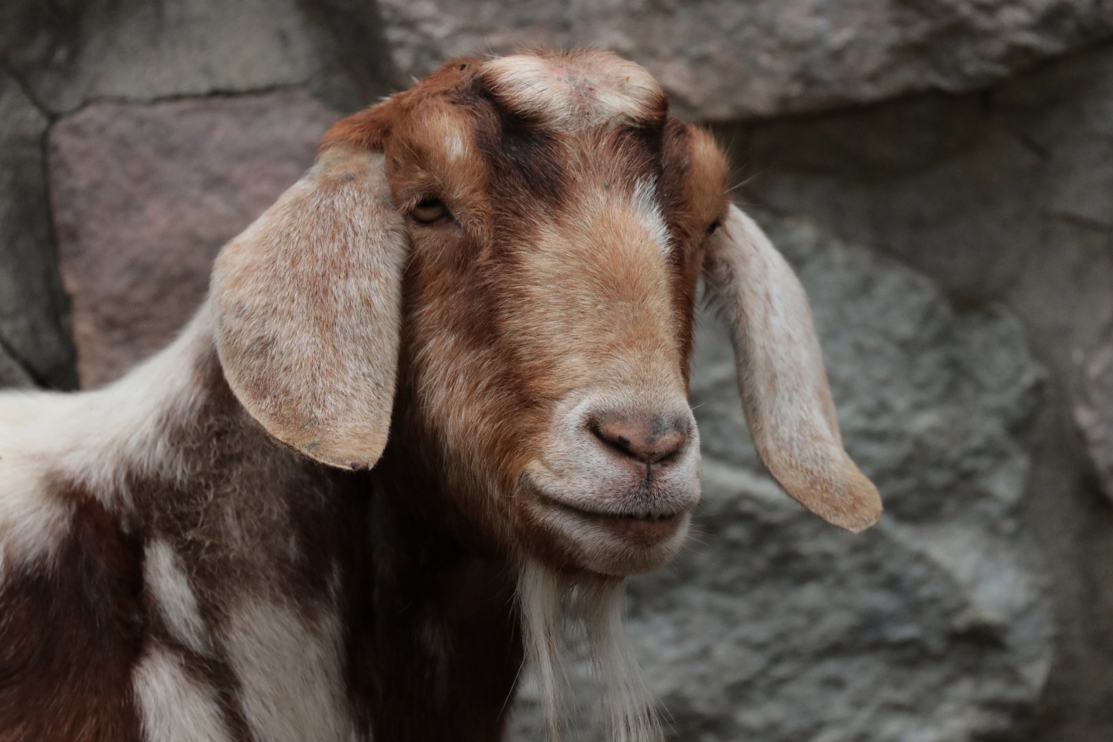 Goat - Potter Park Zoo - 05/20/19