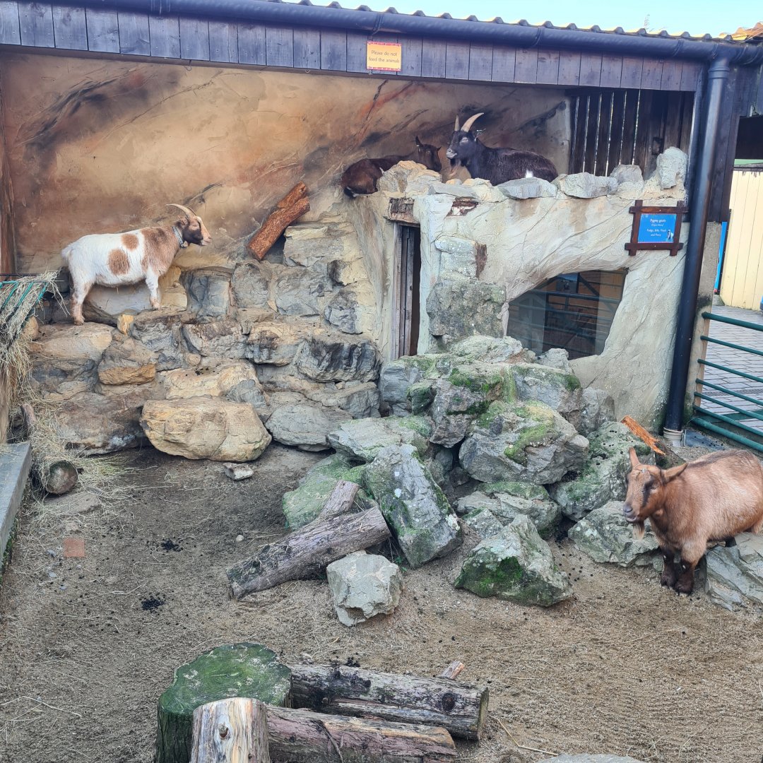 Goat Rock, Drusillas Park