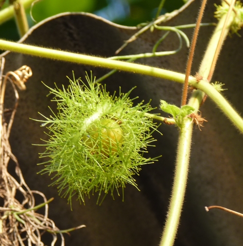 Goat-scented passionflower (Passiflora foetida)