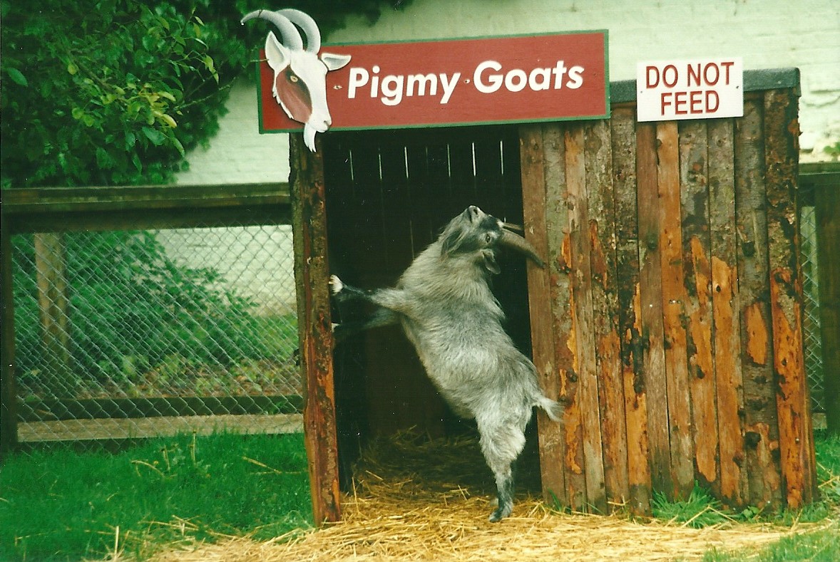Goat shelter 27th May 2000