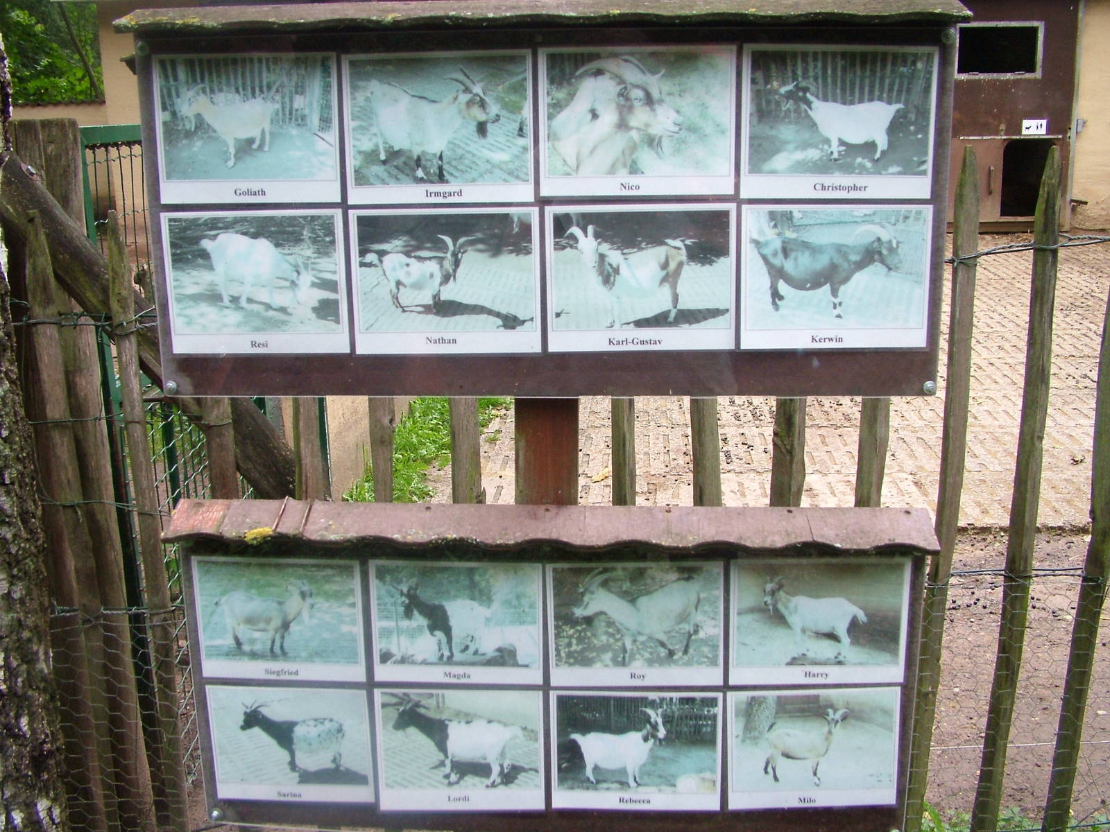 Goat Signage at Darmstadt, 30/08/10