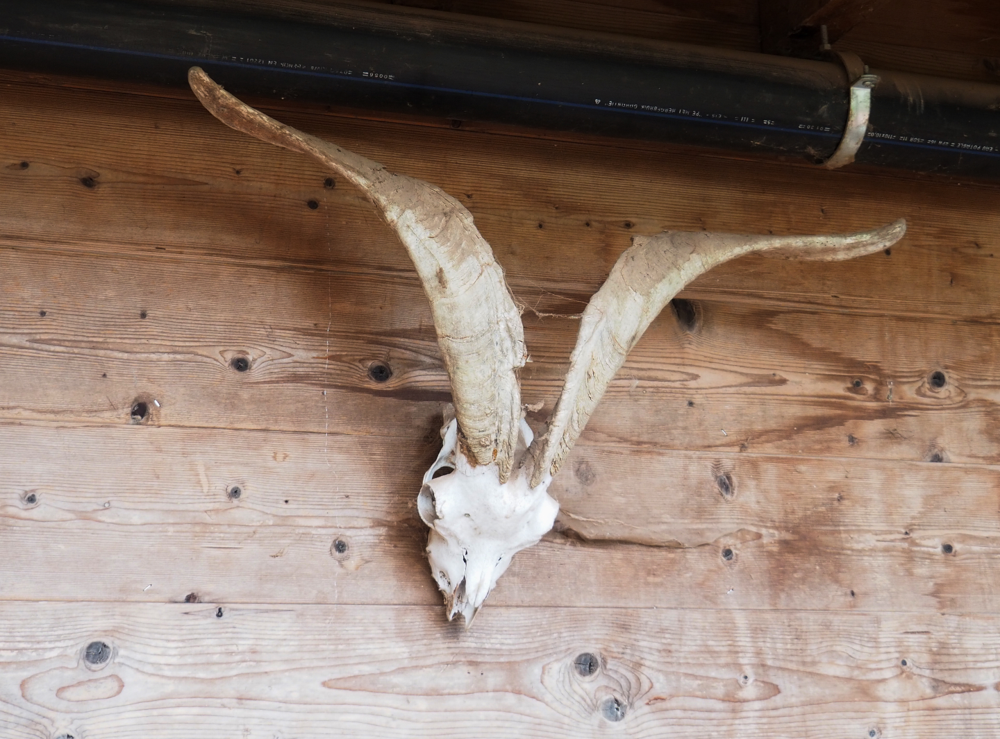 Goat skull, 2022-09-15