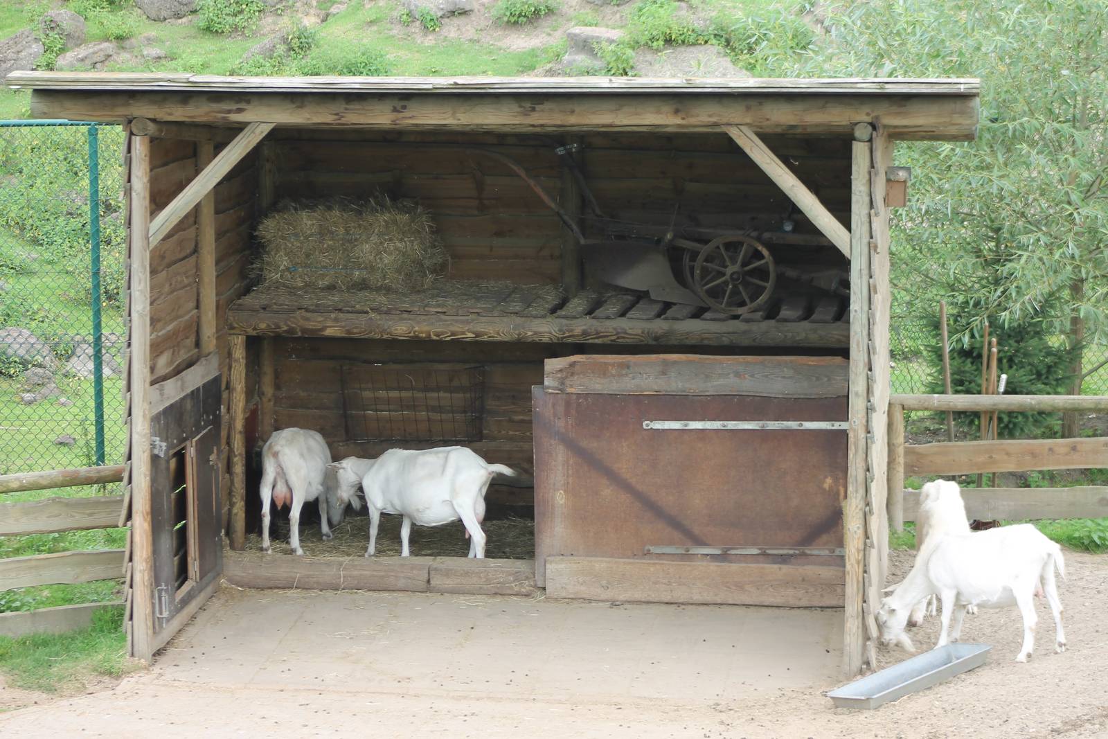 Goat stable