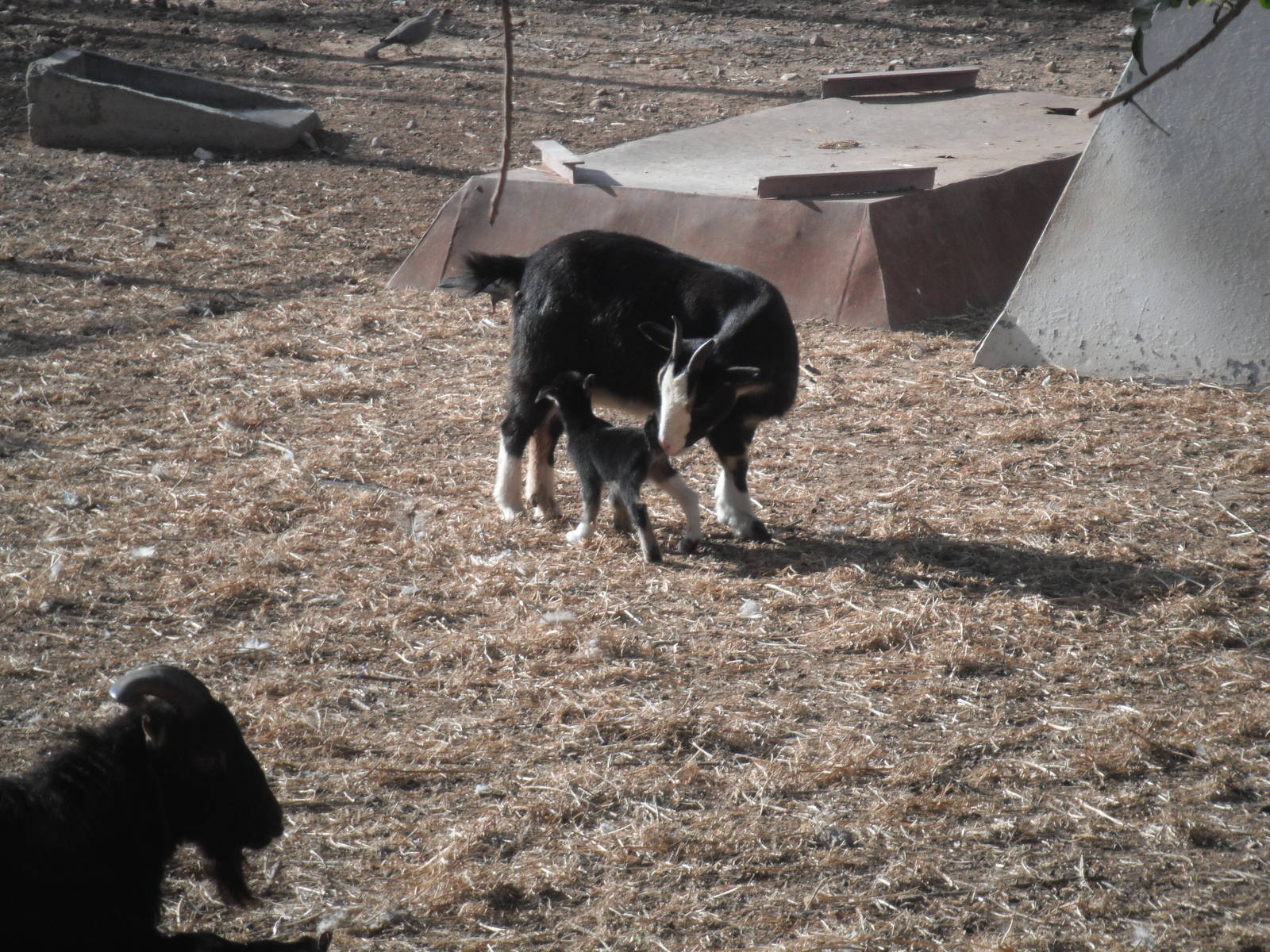 Goat with baby- 1st/Jan/2011
