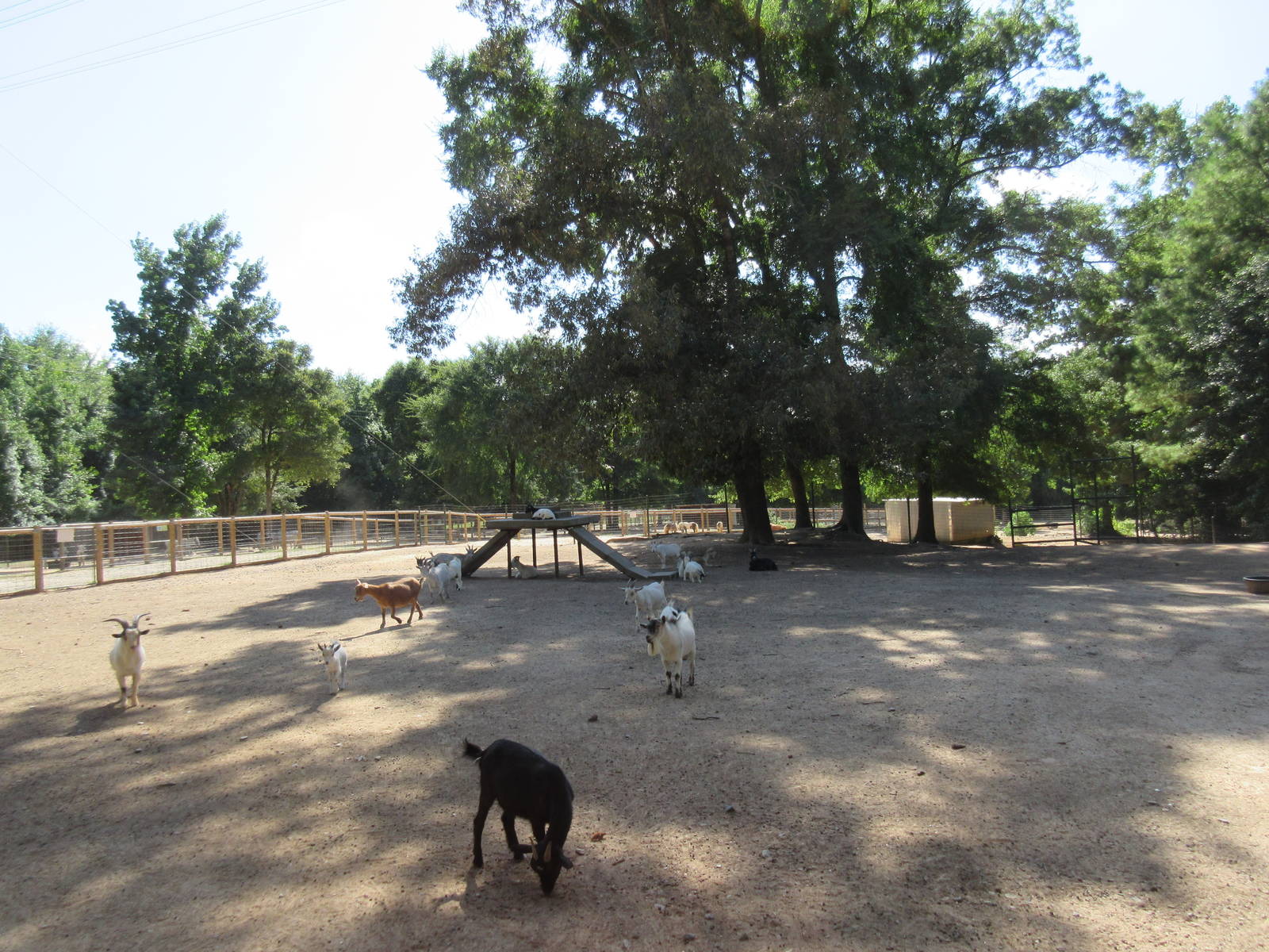 Goat Yard